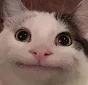 cat_stare