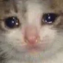 SadCat