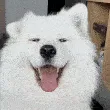 dogge dogge