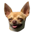 wasdog
