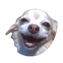 wasdog2
