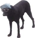 Doggy