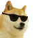 coolDoge
