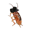 cowboysmad cowboysmad