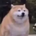 thiccshobe thiccshobe