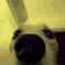 vibedog