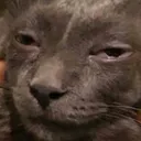 CH_highcat Discord Emoji