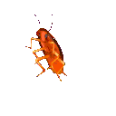 DancingGayCockroach Discord Emoji