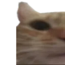 CatChamp1