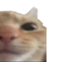 CatChamp2