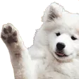 wavedog
