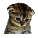 SadCat