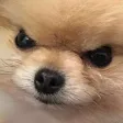 angryboye