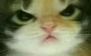 catgrr catgrr