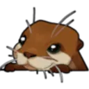 nutria nutria