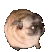 dog dog