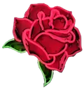 LC_K_Rose LC_K_Rose