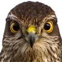 Sparrowhawkstare Sparrowhawkstare