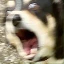 DogsOfDiscord_2_WOOOO DogsOfDiscord_2_WOOOO