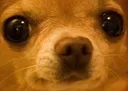 DogsOfDiscord_2_WatchingYourSoul DogsOfDiscord_2_WatchingYourSoul