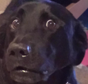 DogsOfDiscord_2_ExcuseMe Discord emoji