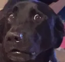 DogsOfDiscord_2_ExcuseMe