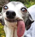 DogsOfDiscord_3_Ptongue DogsOfDiscord_3_Ptongue