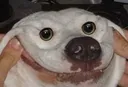 DogsOfDiscord_2_ForcedSmile DogsOfDiscord_2_ForcedSmile