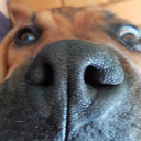 sniff7 Discord emoji