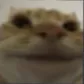 Cat Discord Emoji
