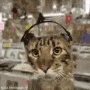catvibing