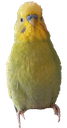 jake