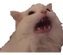 gn