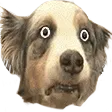gapoarOo gapoarOo