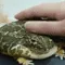 PetFroge