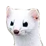weasel weasel