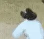 YEEHAWDANCE YEEHAWDANCE