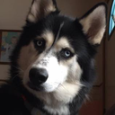 DogsOfDiscord_1_YouWot Discord emoji