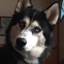 DogsOfDiscord_1_YouWot DogsOfDiscord_1_YouWot