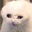 sadcat