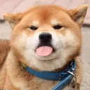 bhakkk