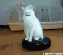 aPato aPato