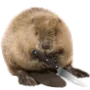 ArmedBeaver