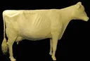 buttercow