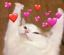 lovedcat