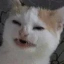 JuicyCat