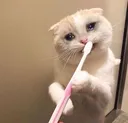 JuicyCat