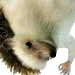 hahapossibly Discord emoji
