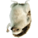 hahanofull Discord emoji