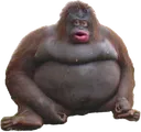 uhohgorilla